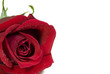 red rose