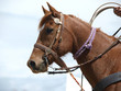 Cowboy's Horse against the sky