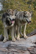 wolves canis lupus
