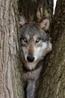 wolf canis lupus