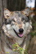 wolf canis lupus