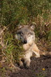 wolf in golden light