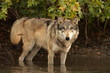 wolf in water