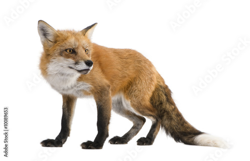 Red fox - Vulpes vulpes in front of a white background