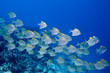 a school of dart fish swimming over the reef