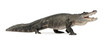 American Alligator in front of a white background
