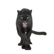 Black Leopard (6 years) in front of a white background