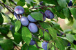 Plum