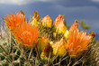 Cactus Blossom