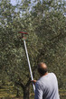 raccolta meccanica delle olive
