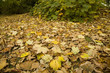 Fall oct 2008 13