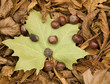 Fall oct 2008 18