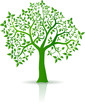 arbre du printemps