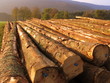 wood-cutter