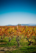 vignes en automne