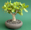 Crassula ovata - Geldbaum - Pfennigbaum