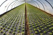 Plantation de salades sous serre