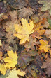 A fall impression: brown and yellow decaying leaves. A fall impression: brown and yellow decaying leaves.