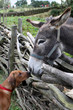 Hund und Esel