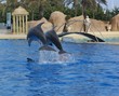 DAUPHINS