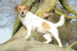 Chien étonné perché dans un arbre