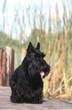 scottish terrier noir à la campagne