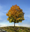 Autumn symbol