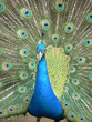 Paon bleu Paon bleu