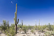 Saguaro Nationalpark Arizona