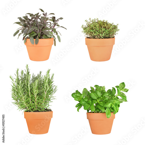 Photo: Rosemary, Basil, Sage and Thyme Herbs Rosemary, Basil, Sage and Thyme Herbs