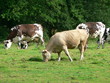 vaches broutent dans le pré vaches broutent dans le pré