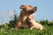mere american staffordshire et son chiot en plein calin mere american staffordshire et son chiot en plein calin