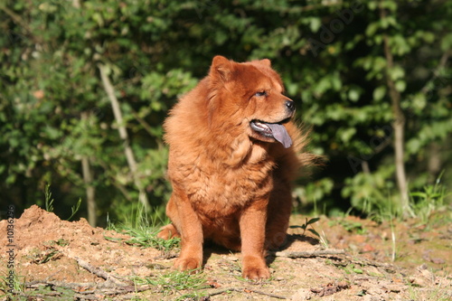 Photo : Chien exotique à la langue bleue Chien exotique à la langue bleue
