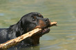 Rottweiler ramène un bâton