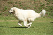 Belle course en liberté du Berger de Podhale