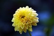Dahlia. Herbst