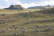 Sheep grazing, New Zealand.