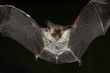 Long ear bat with open wings on black Long ear bat with open wings on black