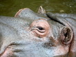L'oeil de l'hippopotame L'oeil de l'hippopotame
