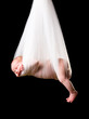 14 days old newborn baby girl carried in white cloth