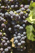 ripening red grapes on the vine in a vineyard in Napa Valley