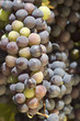 ripening red grapes on the vine in a vineyard in Napa Valley,