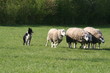 chien qui se promène avec des moutons