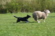 border collie qui court derriere un mouton border collie qui court derriere un mouton