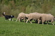 chien qui court après des moutons