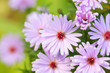 Garden pink flowers
