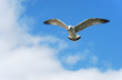 Seagull In The Sky
