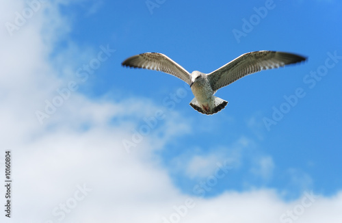 Seagull in the sky