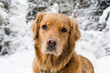 Dogs. Golden retrievers in snow. Dogs. Golden retrievers in snow.
