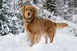 Dogs. Golden retrievers in snow. Dogs. Golden retrievers in snow.